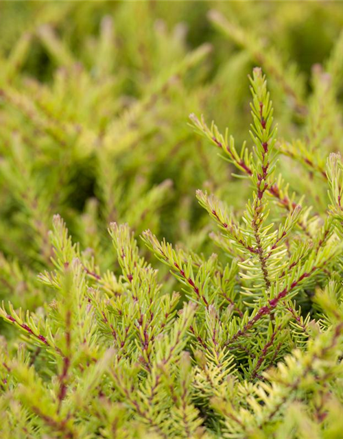 Erica carnea