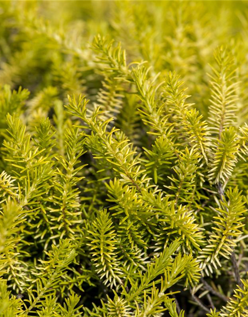 Erica carnea