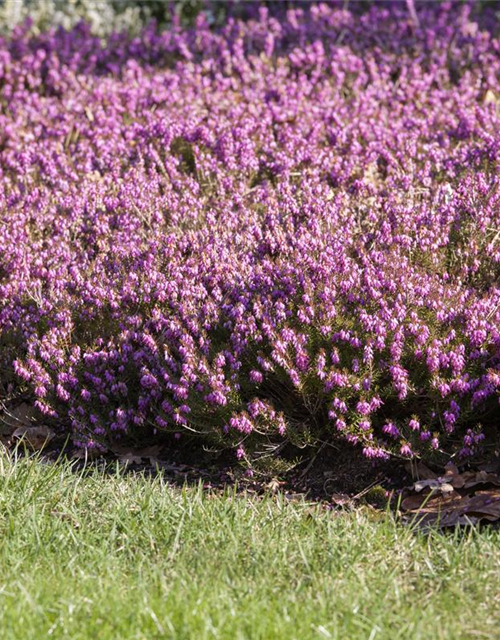 Erica carnea