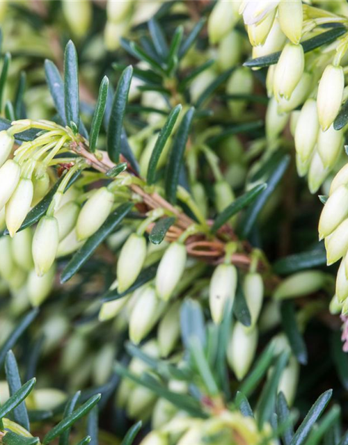 Erica carnea