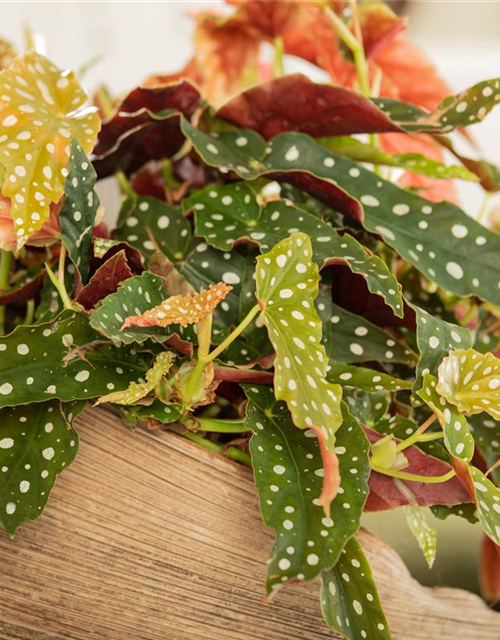 Begonia Maculata wightii 