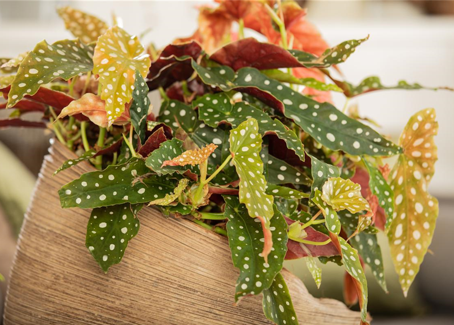 Begonia Maculata wightii 