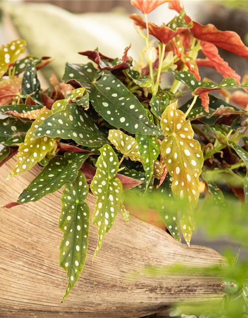 Begonia Maculata wightii 