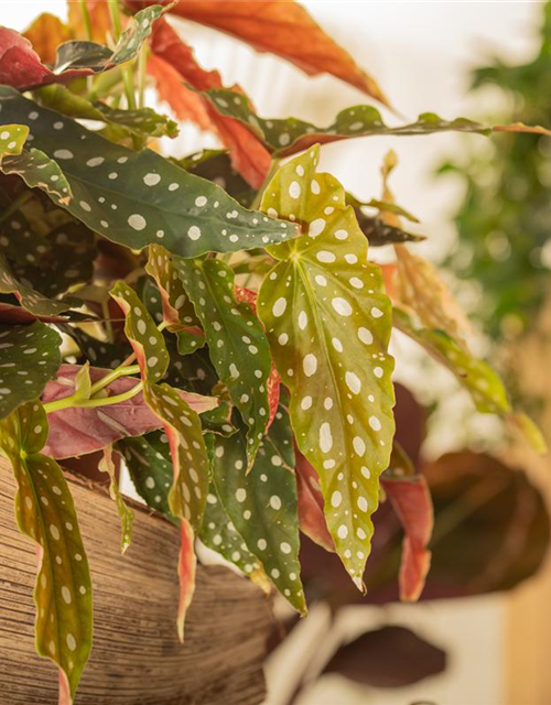 Begonia Maculata wightii 