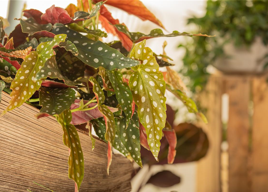 Begonia Maculata wightii 