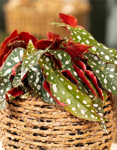 Begonia Maculata wightii 