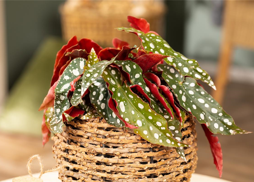 Begonia Maculata wightii 