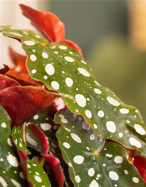 Begonia Maculata wightii 