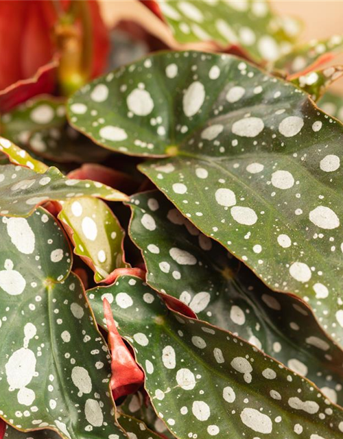 Begonia Maculata wightii 