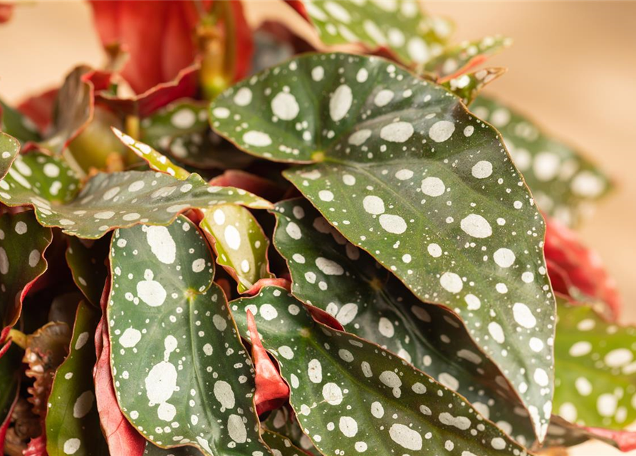 Begonia Maculata wightii 