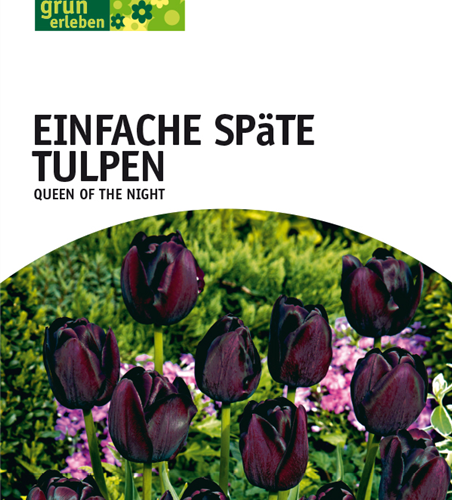 Tulpe Queen of Night Darwin schwarz