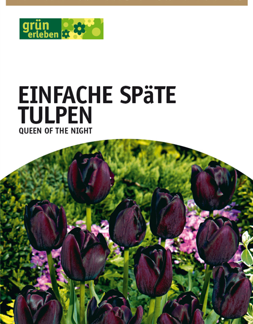 Tulpe Queen of Night Darwin schwarz