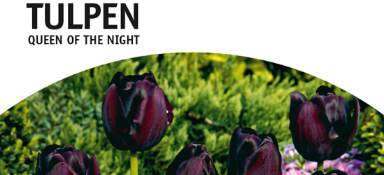 Tulpe Queen of Night Darwin schwarz