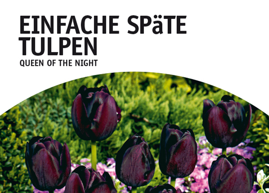 Tulpe Queen of Night Darwin schwarz