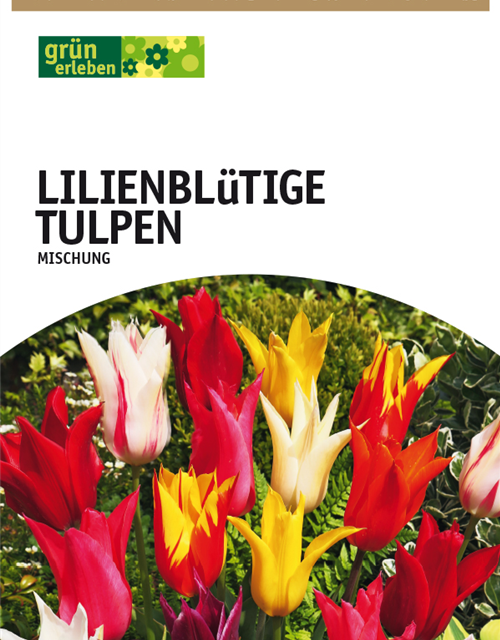 Tulpe Lilienblüten Mischung