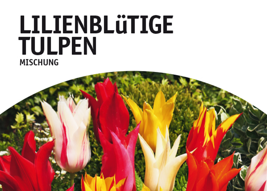 Tulpe Lilienblüten Mischung