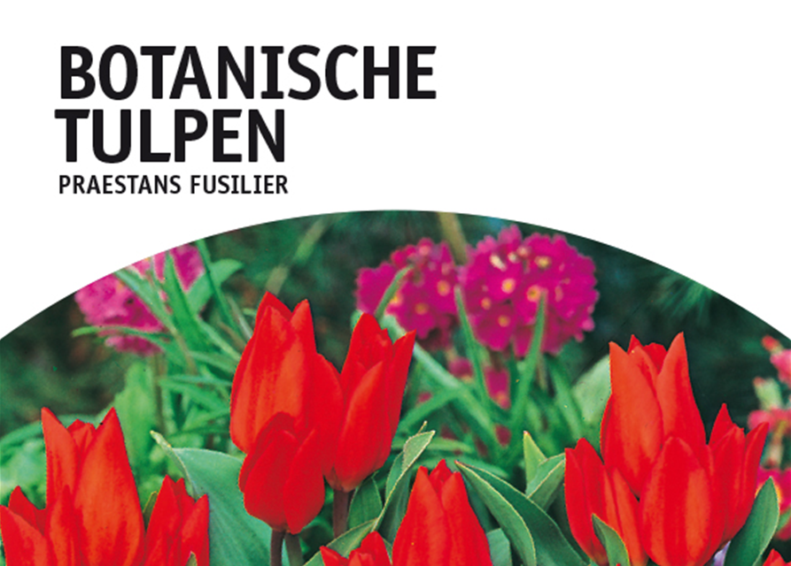 Tulpe Praes.Fuselier