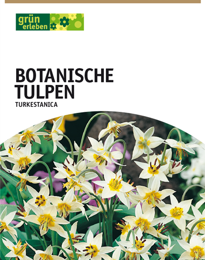 Tulpe Turkestanica 