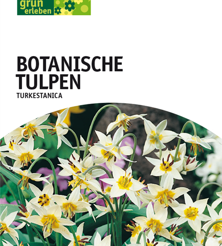 Tulpe Turkestanica 