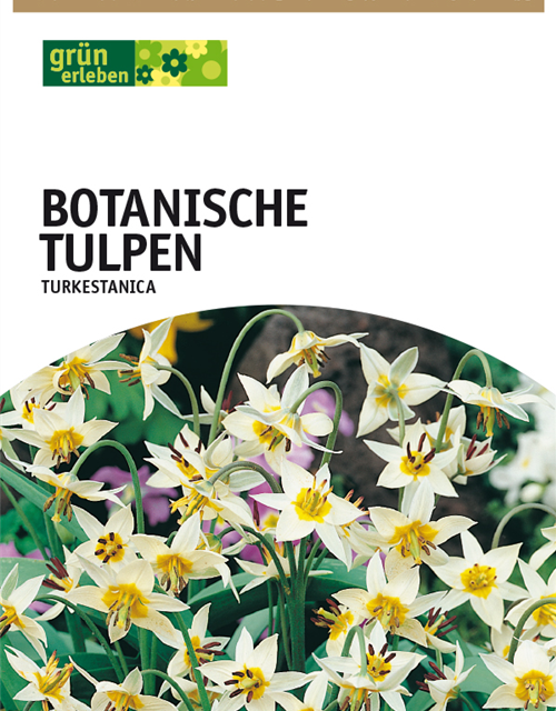 Tulpe Turkestanica 