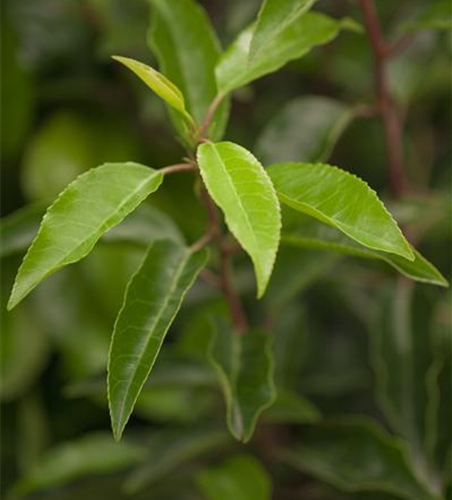 Portugiesischer Kirschlorbeer