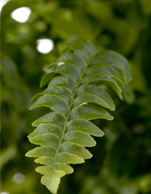 Schwertfarn Green Lady