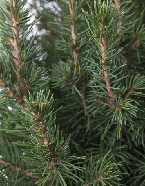 Picea glauca, Zuckerhutfichte 