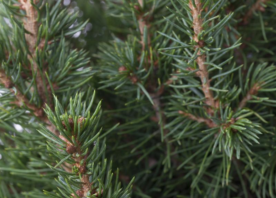 Picea glauca, Zuckerhutfichte 