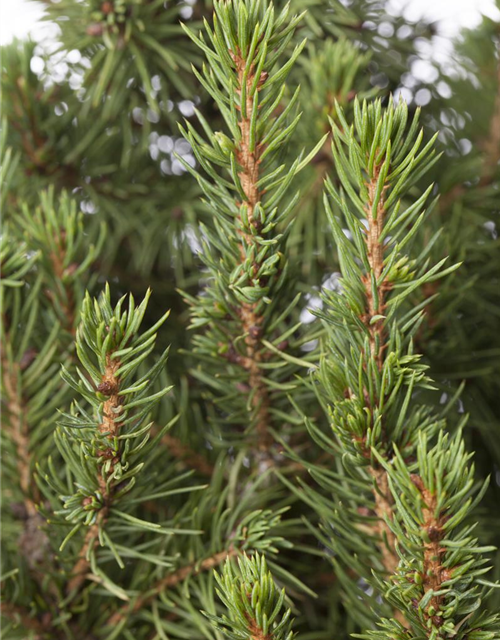 Picea glauca, Zuckerhutfichte 