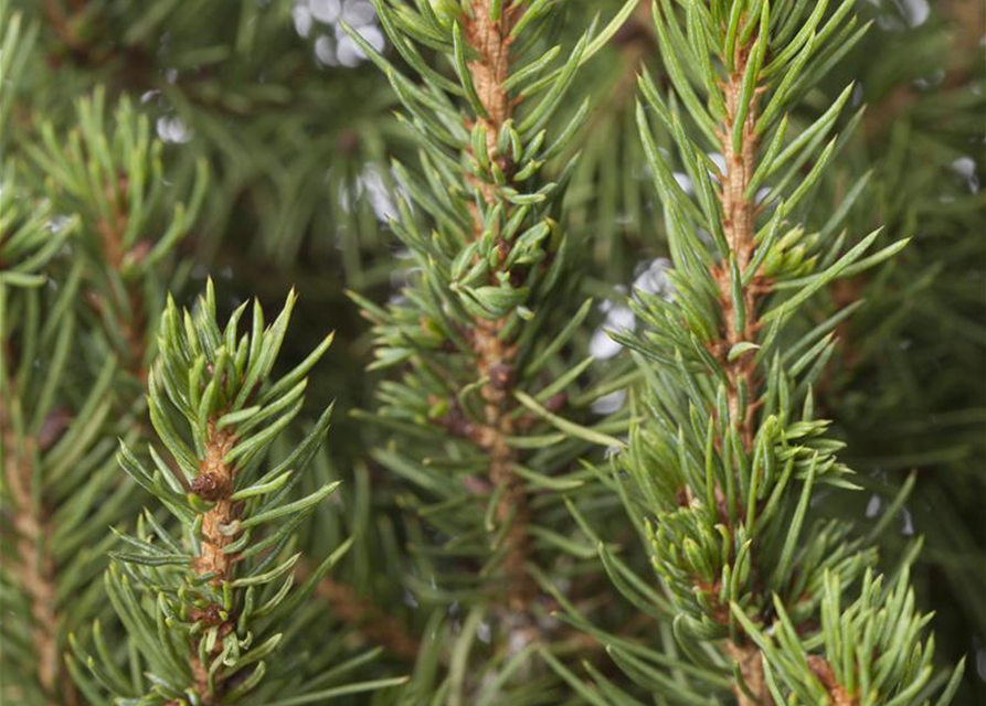 Picea glauca, Zuckerhutfichte 