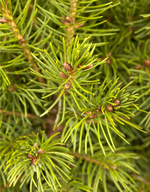 Picea glauca, Zuckerhutfichte 