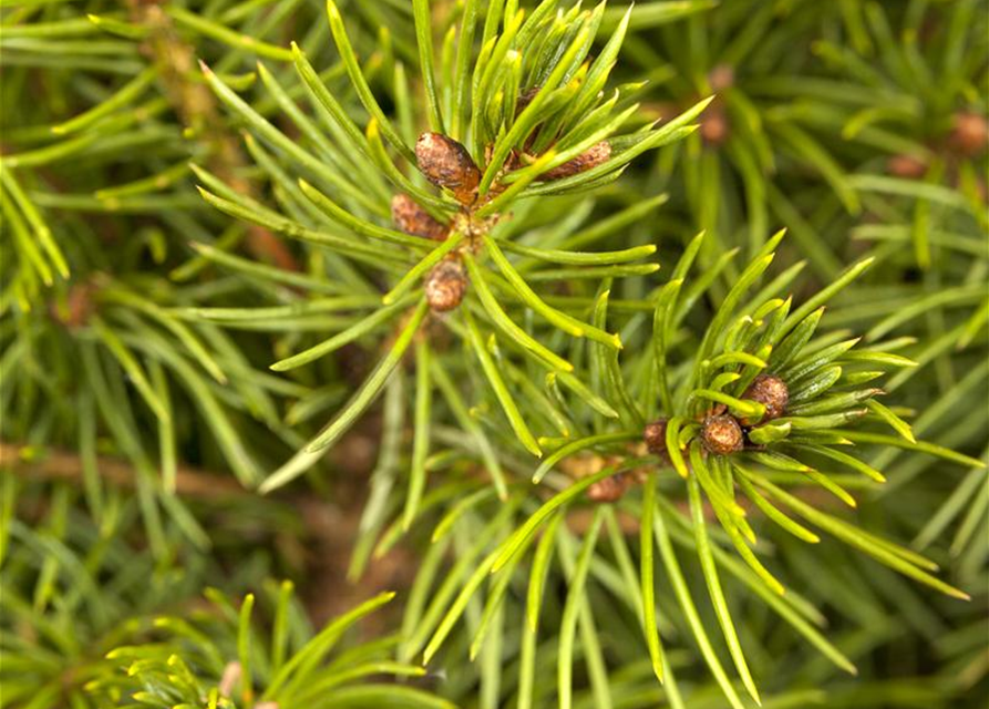 Picea glauca, Zuckerhutfichte 