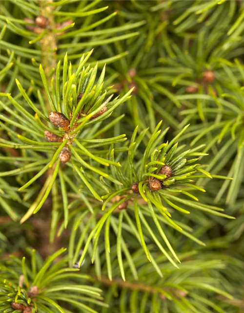 Picea glauca, Zuckerhutfichte 