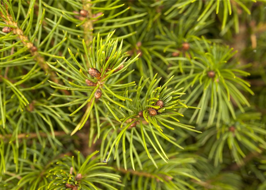 Picea glauca, Zuckerhutfichte 