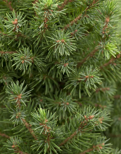 Picea glauca, Zuckerhutfichte 