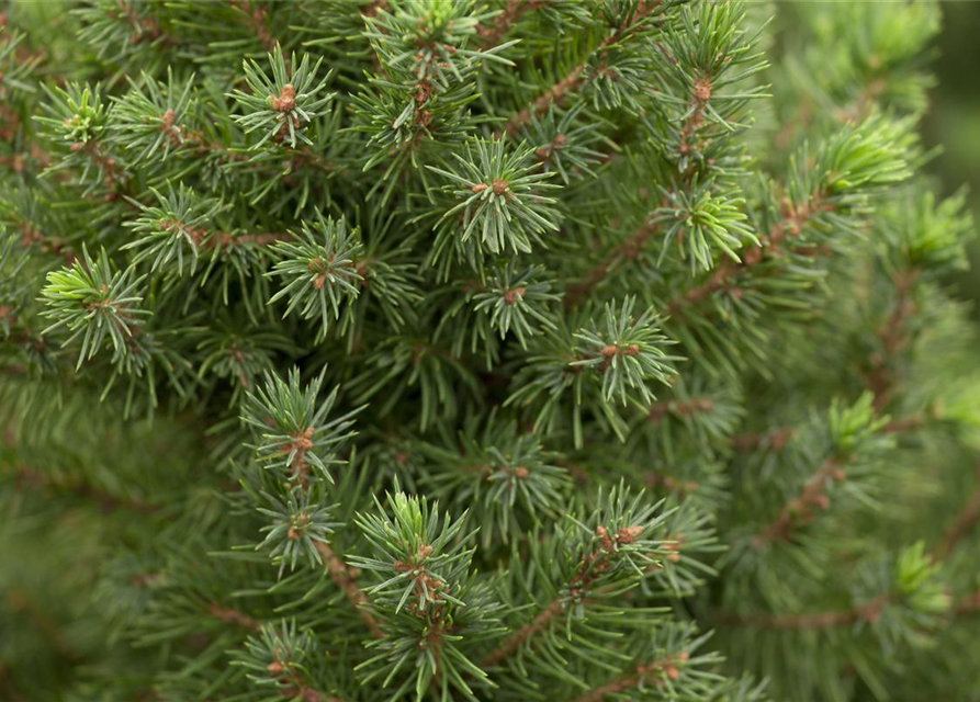 Picea glauca, Zuckerhutfichte 