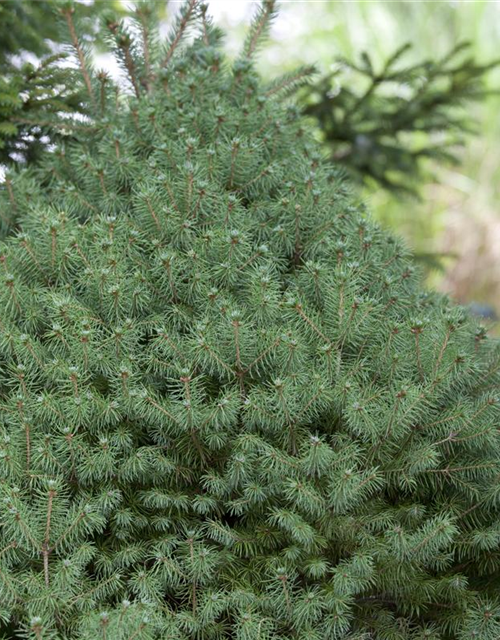 Picea glauca, Zuckerhutfichte 