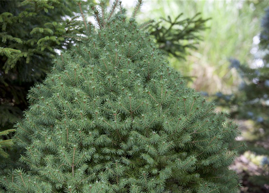 Picea glauca, Zuckerhutfichte 