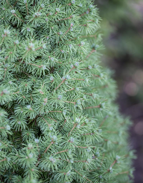 Picea glauca, Zuckerhutfichte 