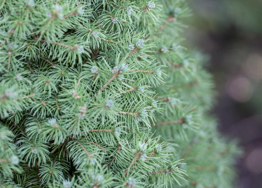 Picea glauca, Zuckerhutfichte 