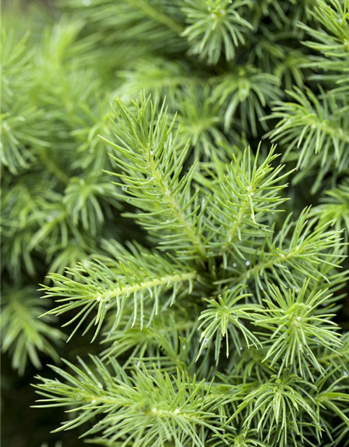 Picea glauca, Zuckerhutfichte 