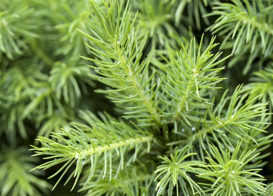 Picea glauca, Zuckerhutfichte 