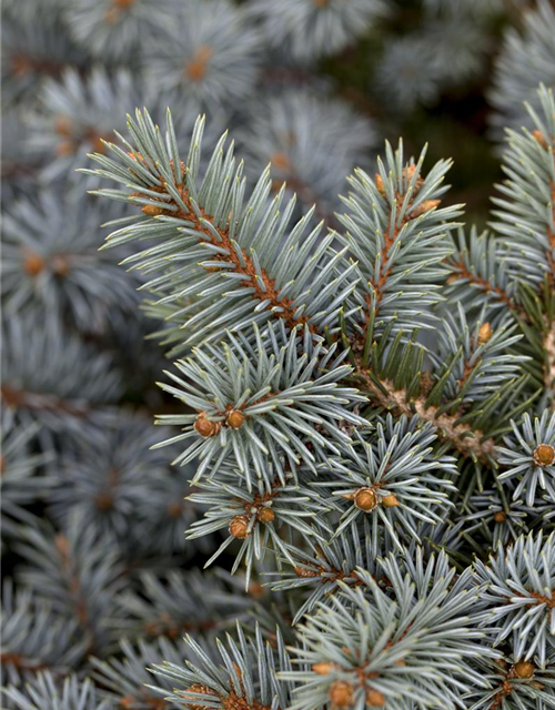 Weihnachtsbaum getopft 