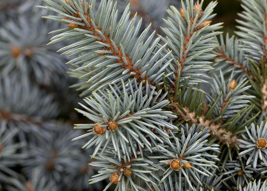 Weihnachtsbaum getopft 