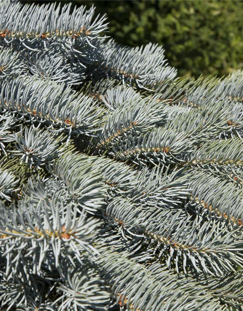 Weihnachtsbaum getopft 