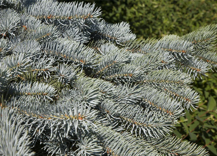 Weihnachtsbaum getopft 