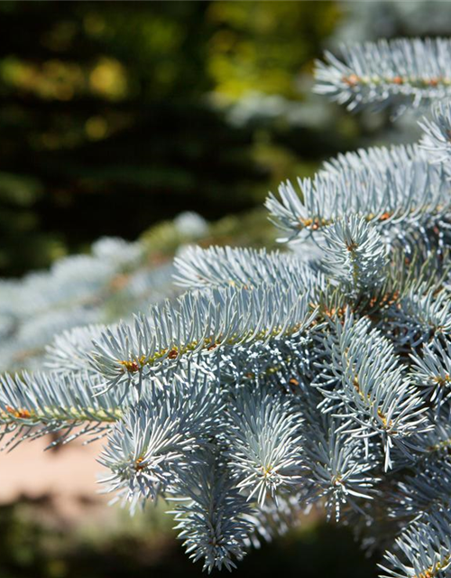 Weihnachtsbaum getopft 