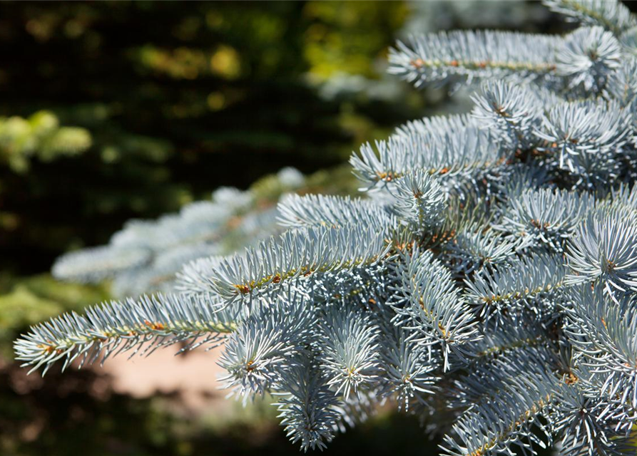 Weihnachtsbaum getopft 