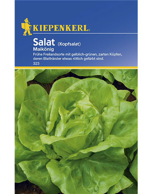 Kopfsalat Maikönig