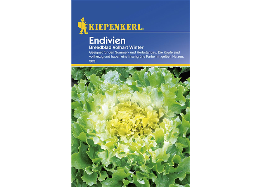 Endivien Breedblad